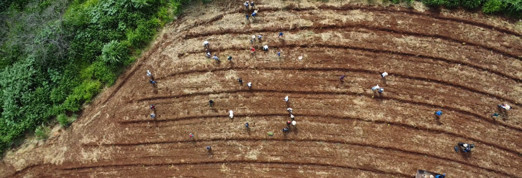 Mutirão de plantio Restaura Cuesta