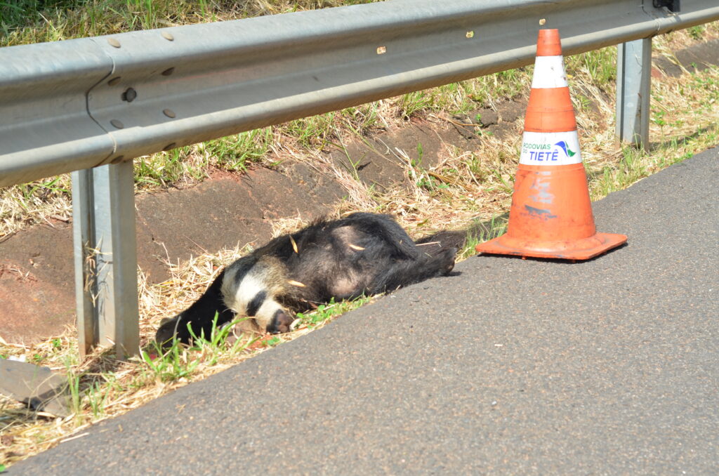 Passagens de fauna em Botucatu