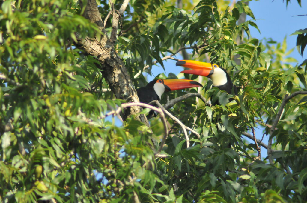 Como começar observar aves - tucanuçu